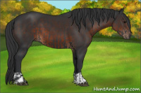 Horse Color:Black  and Brown 