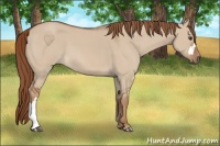 Horse Color:Red Dun