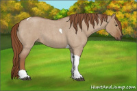 Horse Color:Red Dun Roan Tobiano 