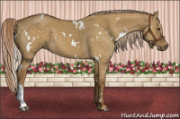 Horse Color:White Spotted Chocolate Palomino Dun 