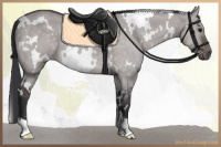 Horse Color:Platinum White Spotted Bay Dun 