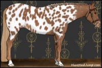 Horse Color:Chestnut Appaloosa