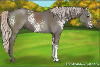 Horse Color:White Spotted Silver Black 