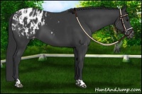 Horse Color:Black Appaloosa  and Black Appaloosa 