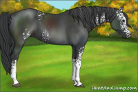 Horse Color:White Spotted Black 