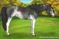 Horse Color:White Spotted Black