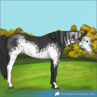 Horse Color:White Spotted Black