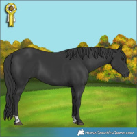 Horse Color:Black  and Black 