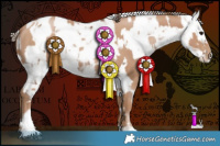 Horse Color:Black Pearl and Gray Black Pearl Appaloosa