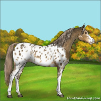 Horse Color:White Spotted Chocolate Palomino Appaloosa 