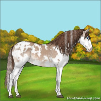 Horse Color:White Spotted Liver Red Dun Splash Appaloosa 