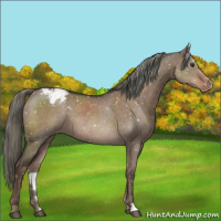 Horse Color:Liver Red Dun Mushroom Appaloosa 