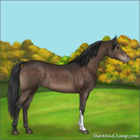 Horse Color:Brown Appaloosa 