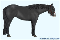 Horse Color:Black  and Black Splash 