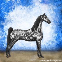 Horse Color:Black and Black Near Leopard