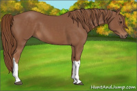 Horse Color:Chestnut 