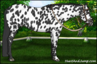 Horse Color:Black Near Leopard 