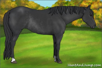 Horse Color:Black and Black Rabicano