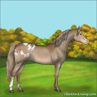Horse Color:Chocolate Palomino Appaloosa 