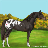 Horse Color:Liver Chestnut Appaloosa 
