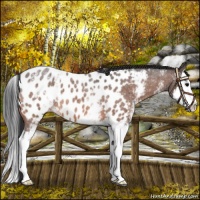 Horse Color:White Spotted Bay Roan Splash Appaloosa 