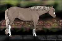 Horse Color:Silver Grullo 