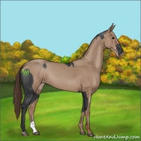 Horse Color:Black  and Classic Champagne 