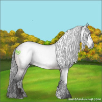 Horse Color:Gray Bay 