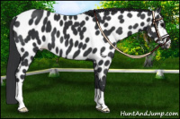 Horse Color:Black Appaloosa 