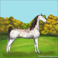 Horse Color:Red Dun Splash Rabicano  and Bay Dun Splash Rabicano 