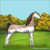 Horse Color:Red Dun Splash  and Bay Dun Splash 
