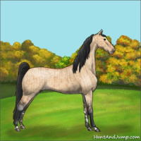 Horse Color:Bay Dun  and Bay Dun Splash 
