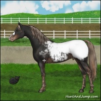 Horse Color:Liver Chestnut Appaloosa  and Liver Chestnut Appaloosa 