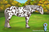Horse Color:Liver Chestnut Sabino Splash Appaloosa  and Liver Chestnut Sabino Splash Appaloosa 