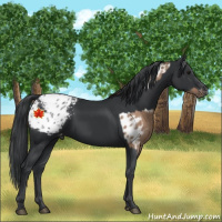 Horse Color:Bay Dun Appaloosa  and Black Appaloosa 
