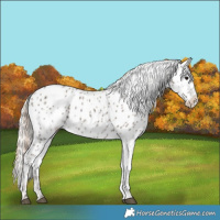 Horse Color:Black Near Leopard  and Silver Black Near Leopard 