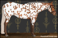Horse Color:Silver Bay Appaloosa 