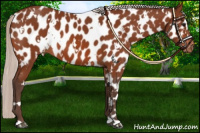 Horse Color:White Spotted Silver Bay Near Leopard 