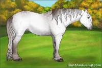 Horse Color:Gray Chestnut 