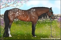 Horse Color:Bay Appaloosa  and Bay Appaloosa 