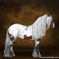 Horse Color:Brown Appaloosa  and Gray Brown Appaloosa 