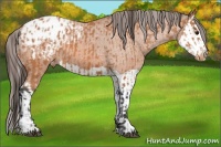Horse Color:Bay Appaloosa  and Bay Splash Appaloosa 