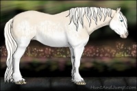 Horse Color:Cremello Splash  and Cremello Splash Frame 