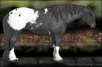 Horse Color:Black Tobiano Appaloosa 