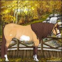Horse Color:Chocolate Buckskin Frame Rabicano 