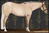 Horse Color:Silver Bay Roan Pearl Appaloosa Rabicano