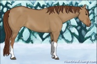 Horse Color:Red Dun Tobiano