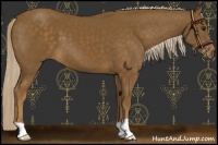Horse Color:Chocolate Palomino 