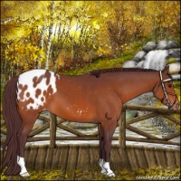 Horse Color:Chocolate Brown Appaloosa 