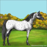 Horse Color:Black Appaloosa  and Black Appaloosa 